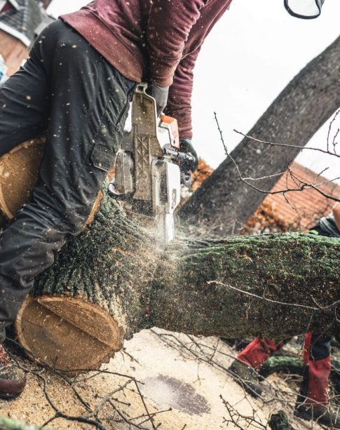 cutting-rotted-tree-branch-min-803x1024